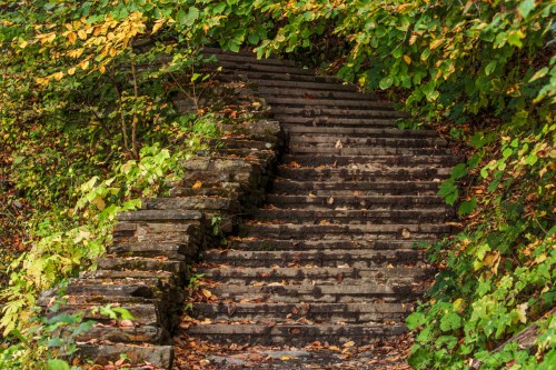 Stone steps surrounded by lush greenery and fallen leaves, leading up through a tranquil forest setting.