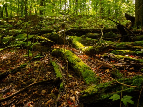 A serene forest floor covered in mossy logs and fallen leaves, illuminated by dappled sunlight through the trees.