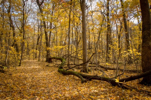 A serene forest path covered in golden autumn leaves, surrounded by trees with vibrant yellow foliage.