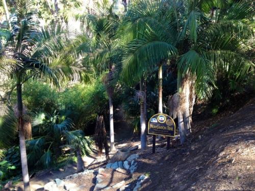 A sign for Palm Canyon Trail surrounded by lush palm trees and greenery in a natural setting.