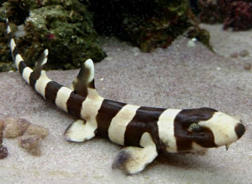A striped shark with a brown and cream pattern swims along the sandy ocean floor among rocks.