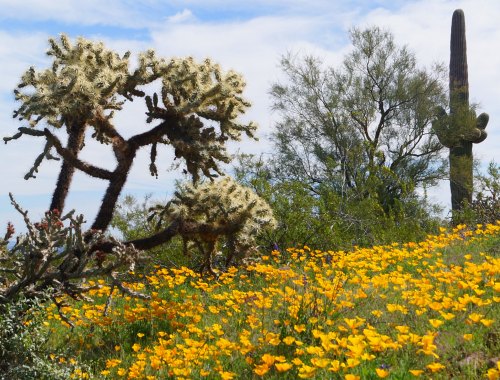 A vibrant desert scene featuring yellow wildflowers, a cholla cactus, and a tall saguaro cactus against a blue sky.