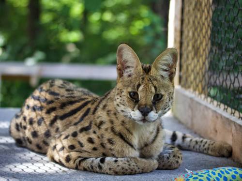 A serval cat with spotted fur lies on a surface, surrounded by greenery in a natural setting.