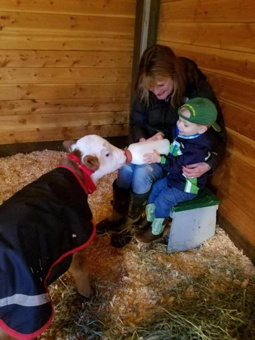 A woman and a child sit in a barn, feeding a calf from a bottle while surrounded by straw and wooden walls.