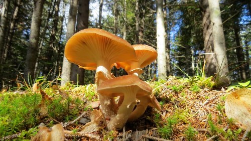 Three orange mushrooms grow on the forest floor, surrounded by green moss and tall trees in the background.