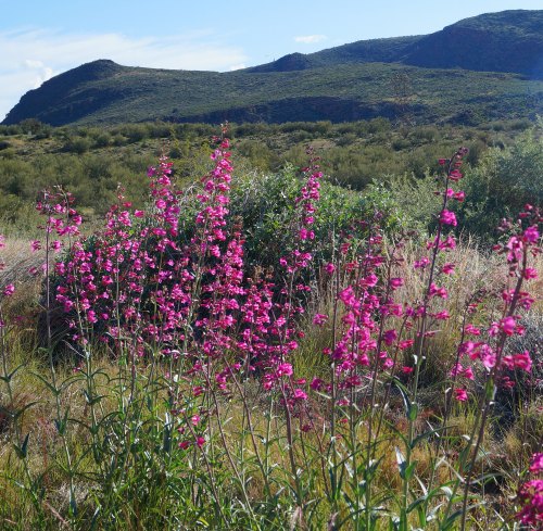 Vibrant pink flowers in a field with green hills and a blue sky in the background.
