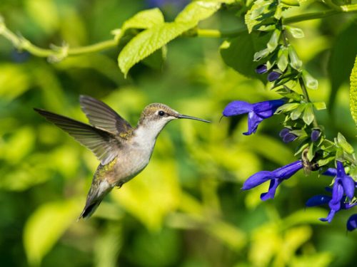 A hummingbird hovers near vibrant blue flowers surrounded by lush green foliage.