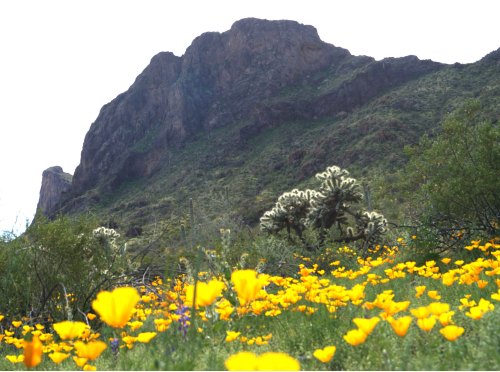A vibrant field of yellow flowers in the foreground with a rugged mountain backdrop under a bright sky.