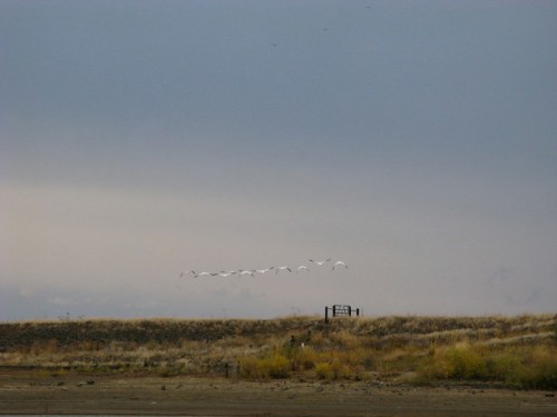A flock of white birds flying over a grassy landscape under a cloudy sky.