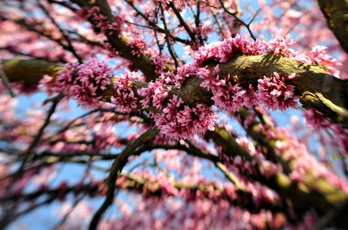 A close-up of a tree branch covered in vibrant pink blossoms against a blue sky.