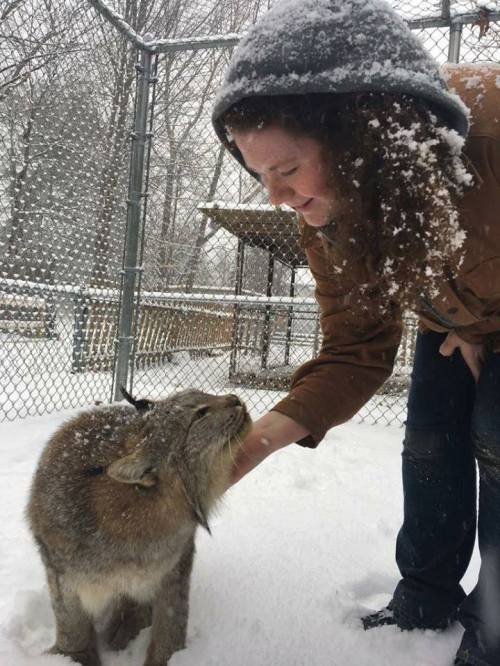 A person in a snowy setting gently pets a lynx, both covered in snowflakes, with a fenced area in the background.