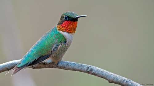 A colorful hummingbird perched on a branch, showcasing vibrant green and red plumage against a blurred background.