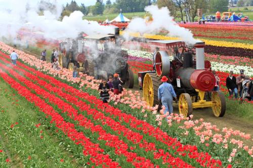 Steam tractors move through a vibrant tulip field, surrounded by colorful flowers and visitors enjoying the scene.