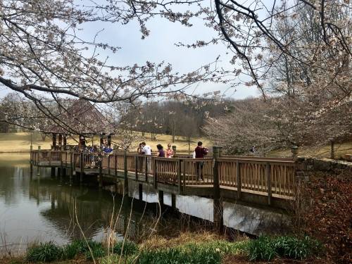 A wooden bridge over a calm pond, surrounded by cherry blossom trees and people enjoying the scenery.