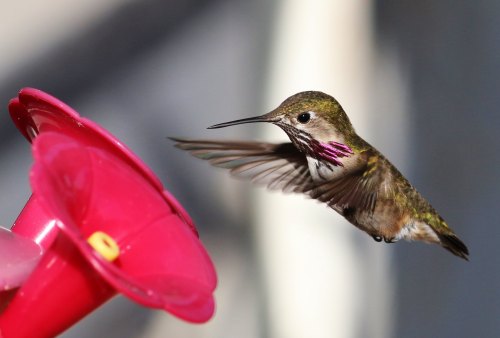 A hummingbird hovering near a bright pink feeder, wings blurred in motion, showcasing its iridescent feathers.
