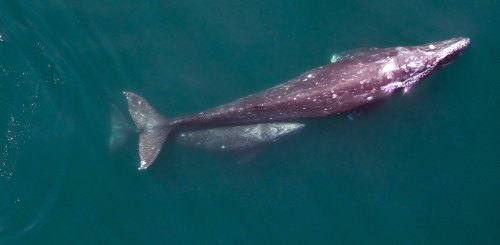 A gray whale swims gracefully in deep blue water, with a calf visible nearby.