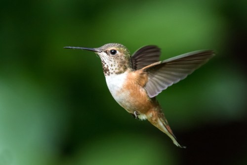 A hummingbird in mid-flight, showcasing its iridescent feathers against a blurred green background.