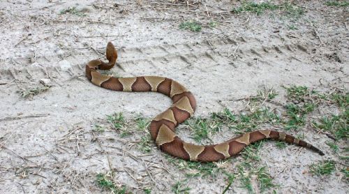 A brown and tan snake slithering across sandy ground with some grass and tire tracks nearby.