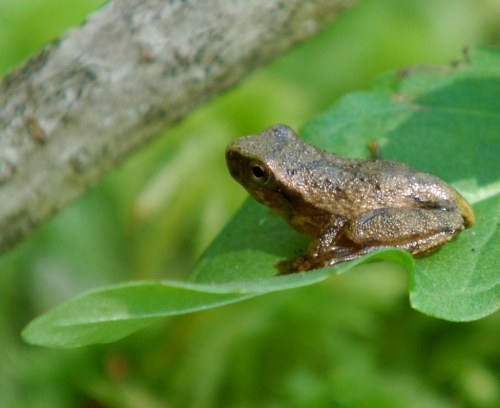 A small brown frog perched on a green leaf, surrounded by blurred greenery.