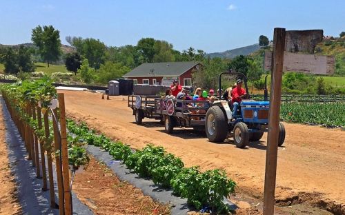 A tractor pulls a trailer with people through a farm, surrounded by rows of crops and a blue sky.