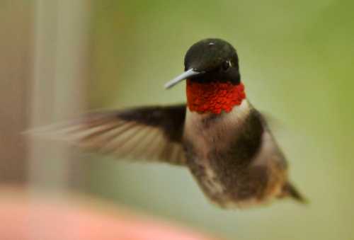 A hummingbird with a vibrant red throat hovering in mid-air, wings blurred from rapid movement.