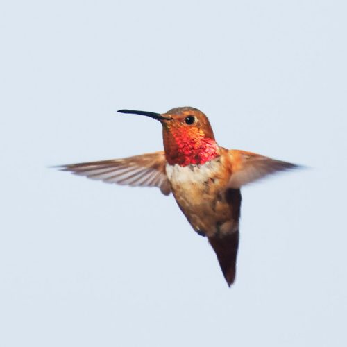 A hummingbird with a vibrant red throat and brown body hovers in mid-air against a clear blue sky.