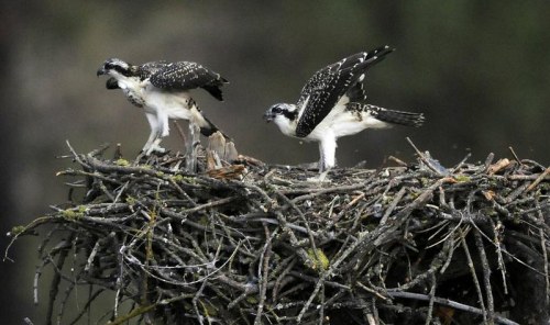 Two osprey chicks stand on a large nest made of twigs, surrounded by greenery.