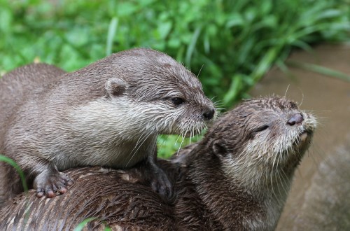 Two playful otters resting on a log, surrounded by green grass and a natural setting.