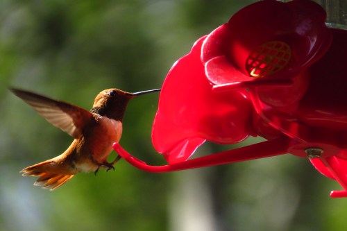 A hummingbird hovering near a bright red feeder with flower-shaped openings.