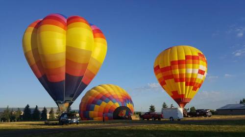 Three colorful hot air balloons are inflated on a grassy field under a clear blue sky.