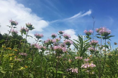 A field of pink flowers under a bright blue sky with wispy clouds. Lush greenery surrounds the blooms.