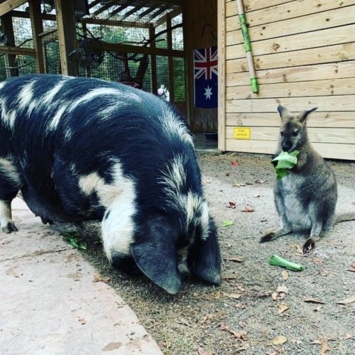 A pig and a kangaroo share a meal in a farmyard setting, with the kangaroo holding a piece of lettuce.