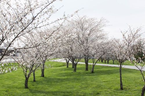 Blossoming cherry trees line a grassy area, creating a serene spring landscape under a cloudy sky.