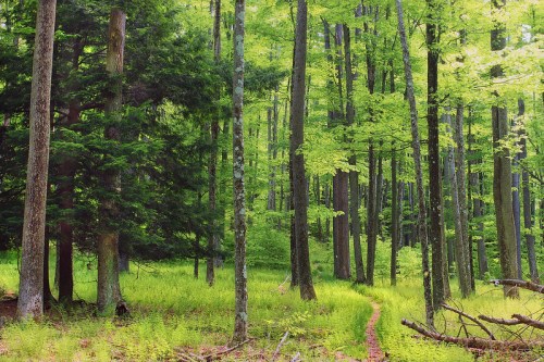 Lush green forest with tall trees and a winding path through vibrant undergrowth.