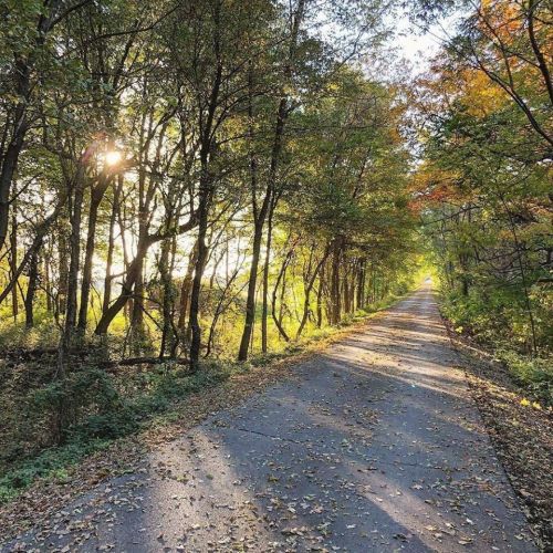 A serene pathway lined with trees, illuminated by sunlight, and covered in autumn leaves.