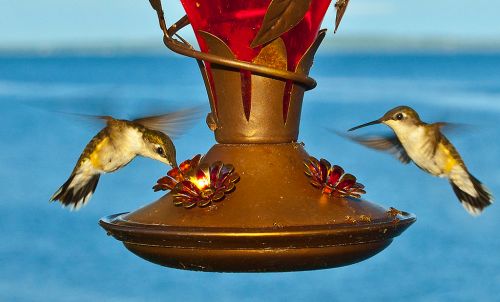 Two hummingbirds hover near a red feeder with floral accents, set against a blue background of sky and water.