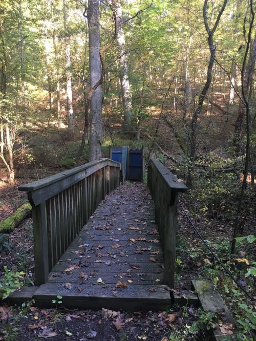 A wooden bridge leads through a forest, surrounded by trees and fallen leaves, with a blue structure in the background.