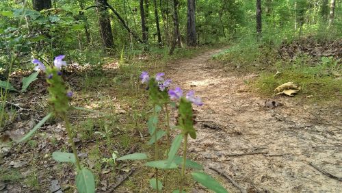 A forest path lined with green foliage and purple wildflowers in the foreground.