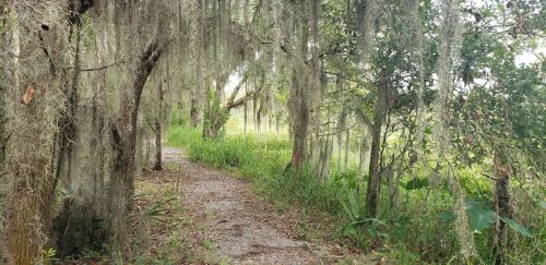 A narrow path winds through a lush, green forest with hanging Spanish moss and dense foliage on either side.