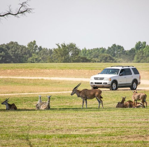A white SUV parked near a group of antelopes grazing in a grassy field under a clear sky.