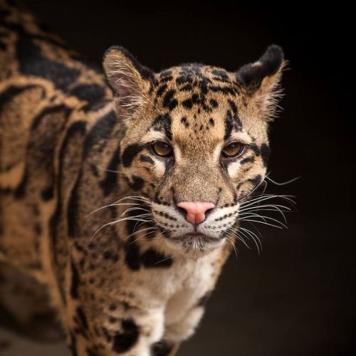 A close-up of a clouded leopard with distinctive spots and a focused expression against a dark background.