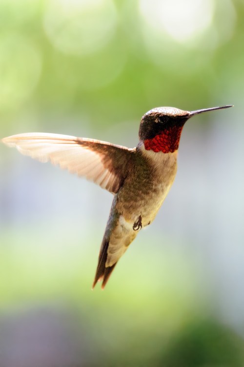 A hummingbird in mid-flight, showcasing its iridescent feathers and vibrant red throat against a blurred green background.