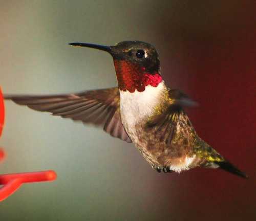 A hummingbird with a vibrant red throat hovering near a feeder, wings blurred in motion.