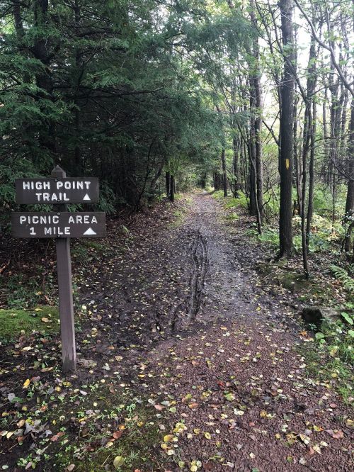 A wooded trail with a sign for High Point Trail and a picnic area, surrounded by trees and fallen leaves.