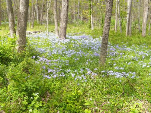 A serene forest scene with trees surrounded by a carpet of purple wildflowers and lush green foliage.