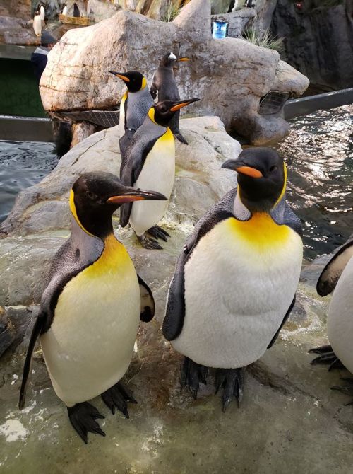 A group of penguins with black and white feathers and bright yellow accents standing on a rocky surface near water.