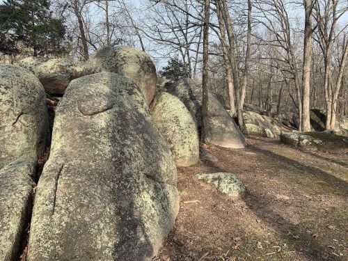 A rocky path winds through a forest, with large moss-covered boulders on either side and bare trees in the background.