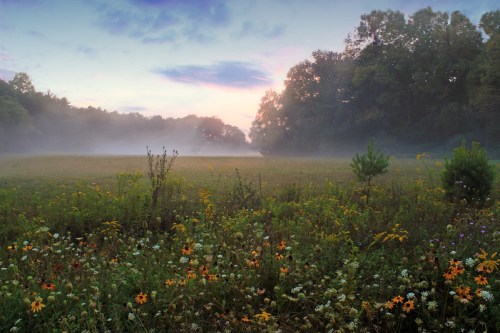 A misty field at dawn, filled with colorful wildflowers and surrounded by trees under a soft, pastel sky.