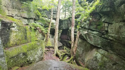 Lush green forest with moss-covered rocks and trees in a narrow canyon. Natural light filters through the foliage.