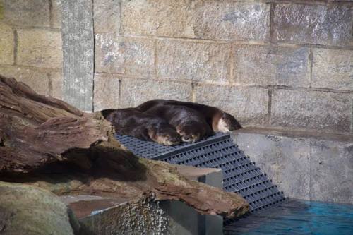 A sleeping otter rests on a platform near the water, surrounded by a rocky enclosure.